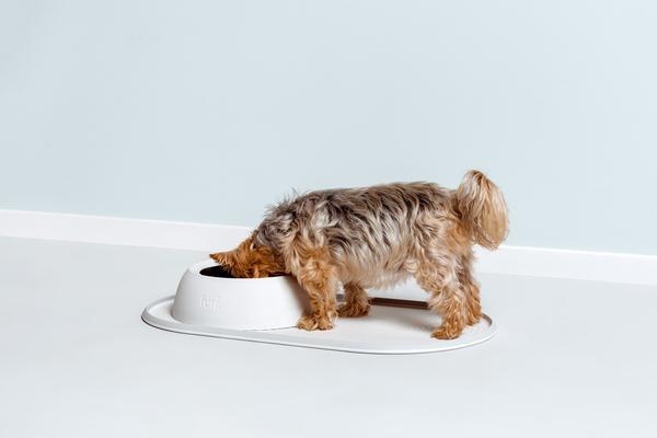 spill resistant pet bowl
